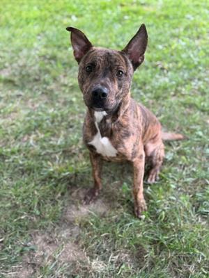 A brindle-colored dog with a white chest patch sitting on grass, looking directly at the camera.