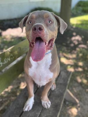 A happy brown and white dog with a pink tongue sticking out, sitting on a wooden bench in a park.