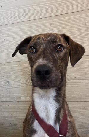 Goose, Mixed Breed, young, available for adoption