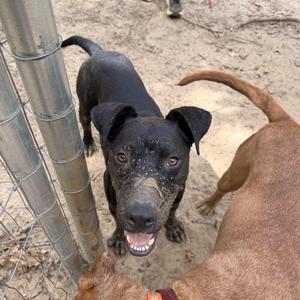 two dogs standing near a fence