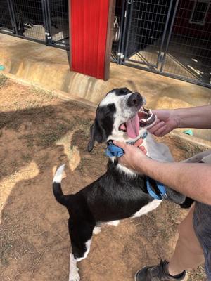 Lafayette, Mixed Breed, young, available for adoption