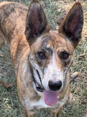 A brindle and white dog with pointed ears and a pink tongue sticking out, standing on grass.