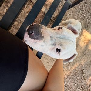 Chief, Mixed Breed, adult, available for adoption