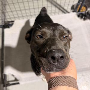 Cypress, Labrador Retriever / Staffordshire Bull Terrier, adult, available for adoption