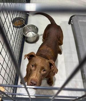 Charlie, Mixed Breed, young, available for adoption