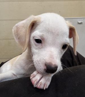 Brooks, Terrier, puppy, available for adoption