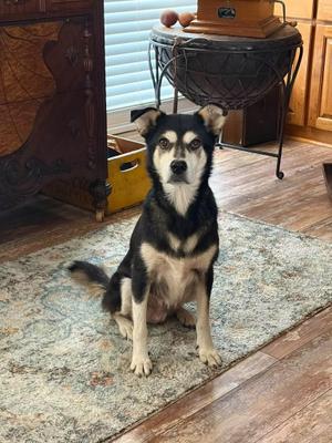 Gin, Shepherd, adult, available for adoption
