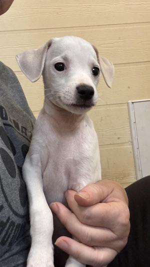 A small white puppy being held by a person