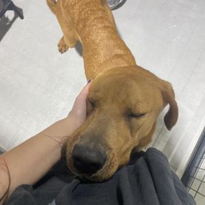 Clifford, Mixed Breed, young, available for adoption