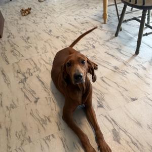 Copper, Hound, adult, available for adoption