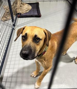 Judd, Mixed Breed, young, available for adoption