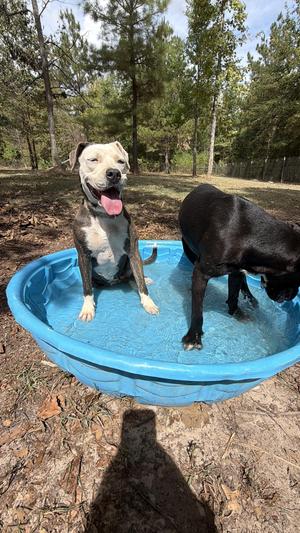 Ice, Pit Bull Terrier, adult, available for adoption