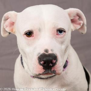 A close-up of a white dog with a black nose and brown eyes, wearing a purple collar. The dog has a pinkish hue on its ears and a few black spots on its face. The background is a solid gray color.