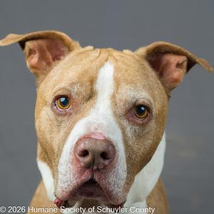A close-up of a brown and white dog with floppy ears and a white stripe on its face.