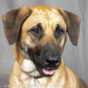 Mac, Anatolian Shepherd / Mixed Breed, adult, available for adoption