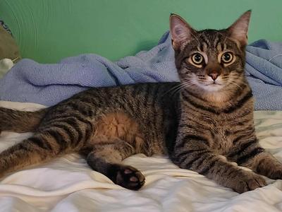 Archie, young, available for adoption