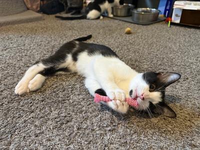 Bart, kitten, available for adoption