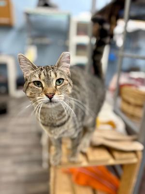 A tabby cat standing on a wooden surface, looking directly at the camera with green eyes.