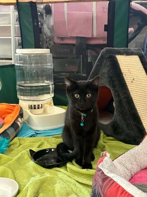Beetle, kitten, available for adoption