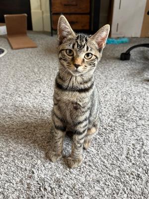 Al-Hashimi, kitten, available for adoption
