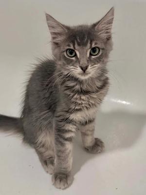A fluffy gray kitten with green eyes sitting in a white bathtub.