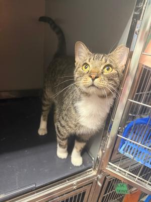 Banjo, adult, available for adoption