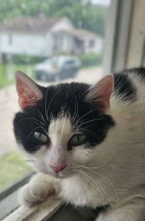 A black and white cat with green eyes sits near a window, looking out at a blurry background of houses and a car.