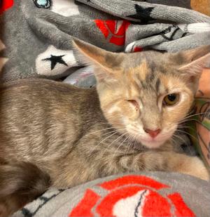 Beacon, kitten, available for adoption