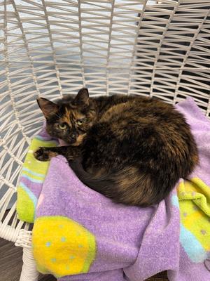 Blossom, adult, available for adoption