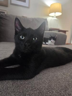 A black cat lying on a carpet with a gray couch and a lamp in the background.