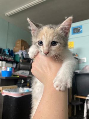 260584 Euclid Kitten 1, available for adoption