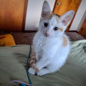 Caramel, kitten, available for adoption