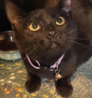 Belladonna, young, available for adoption