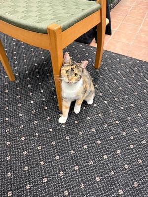 Adeline "Addie", adult, available for adoption