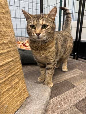 Aviv, adult, available for adoption