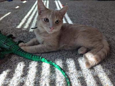 Bandit, kitten, available for adoption