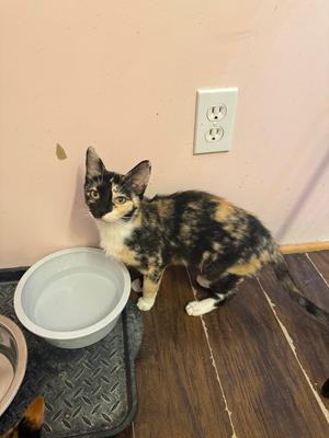 Bauble, adult, available for adoption