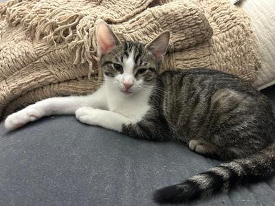 Captiva, kitten, available for adoption