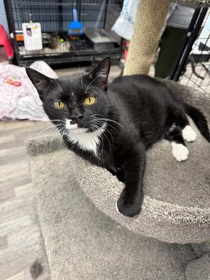 Candy, adult, available for adoption