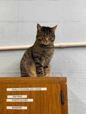Breeze, adult, available for adoption