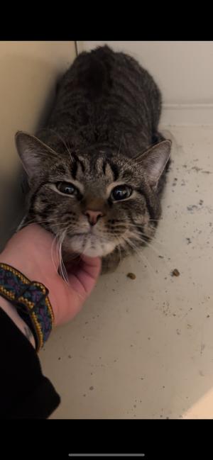 Birch, adult, available for adoption