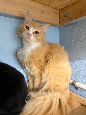 Arson, adult, available for adoption