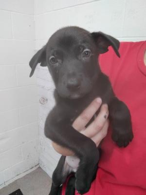 A596973, Pit Bull Terrier, puppy, available for adoption