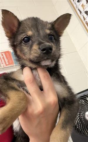 A596067, German Shepherd Dog, puppy, available for adoption