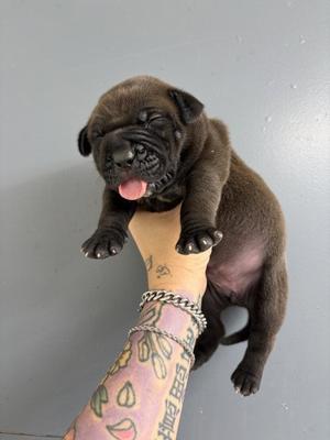 A598585, Pit Bull Terrier, puppy, available for adoption