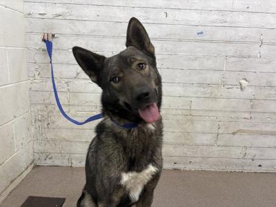 ANGELA, German Shepherd Dog, young, available for adoption
