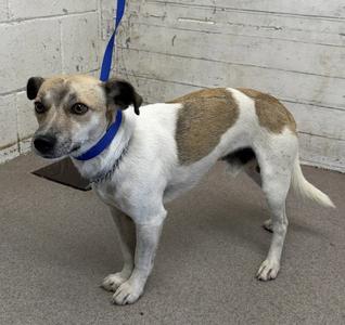 A small dog with a white and brown coat, wearing a blue collar and leash, standing on a concrete floor.
