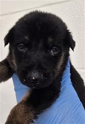 A598702, German Shepherd Dog, puppy, available for adoption