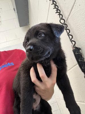 A597724, Australian Shepherd, puppy, available for adoption