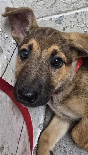 ALLI, German Shepherd Dog, puppy, available for adoption